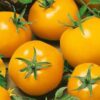 Tomat 'Goldene Königin'