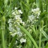 Tähklavendel 'Ellagance Snow'
