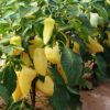 Magus paprika 'Monanta' - Image 2