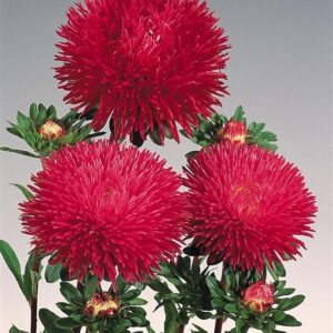 Hiina aedaster  'Gala Burgundy'