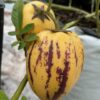 Melon-maavits ehk Pepiino