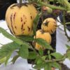 Melon-maavits ehk Pepiino - Image 3