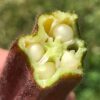 Söödav muskushibisk ehk Okra - Image 2