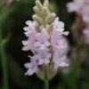 Tähklavendel 'Rosea' - Image 3
