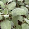 Aedsalvei 'Culinaria'