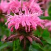 Aedmonarda 'Melua Pink' - Image 2