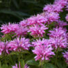 Aedmonarda 'Melua Pink'