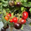 Tomat 'Antho Striped Dwarf' - Image 4