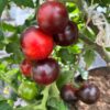 Tomat 'Antho Striped Dwarf' - Image 5