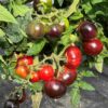 Tomat 'Antho Striped Dwarf' - Image 6