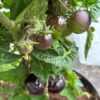 Tomat 'Antho Striped Dwarf' - Image 2