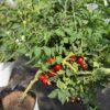 Tomat 'Antho Striped Dwarf' - Image 3