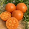 Tomat 'Apelsini Hurma'