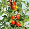 Tomat 'Candytom Red' - Image 3