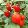 Tomat 'Candytom Red'