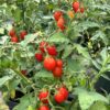 Tomat 'Candytom Red' - Image 2