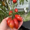 Tomat 'Fiaschetto' - Image 8