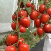 Tomat 'Fiaschetto'