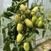 Tomat 'Fiaschetto' - Image 2