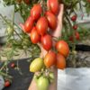 Tomat 'Fiaschetto' - Image 7