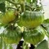 Tomat 'Tuula Must' - Image 7