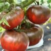 Tomat 'Tuula Must' - Image 5