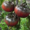Tomat 'Tuula Must' - Image 4