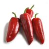 Magus paprika 'Amfora'
