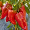 Magus paprika 'Amfora' - Image 2