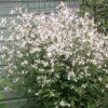 Kolmelehine piiskenelas