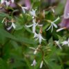 Kolmelehine piiskenelas - Image 5