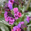 Kirjuleheline kopsurohi 'Silver Bouquet' - Image 4