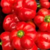 Magus paprika 'Pritavit' - Image 3