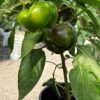Magus paprika 'Pritavit' - Image 2