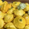 Taldrikkõrvits ehk patisson 'Orange'