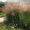 Hiina siidpööris 'Pink Cloud'