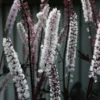 Haruline lursslill 'Brunette' - Image 2