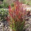 Vitshirss 'Cardinal'