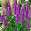 Pikalehine mailane 'Purpleicious'