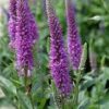 Pikalehine mailane 'Purpleicious' - Image 2