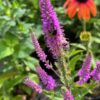 Pikalehine mailane 'Purpleicious' - Image 3