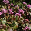 Kaheleheline bergeenia 'Herbstblüte' - Image 2