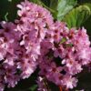 Kaheleheline bergeenia 'Herbstblüte'