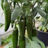 Jalapeno 'Goliath' - Image 6