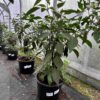 Jalapeno 'Goliath' - Image 7