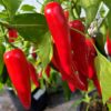 Jalapeno 'Goliath' - Image 2