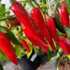 Jalapeno 'Goliath' - Image 3