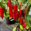 Jalapeno 'Goliath' - Image 4