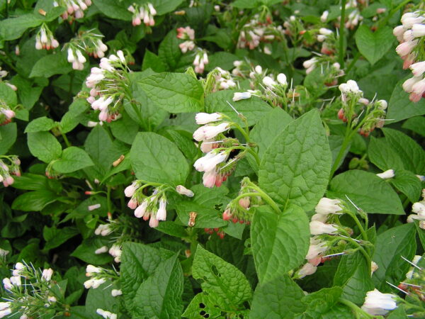 Suureõieline varemerohi 'Hidcote Pink' - Image 2