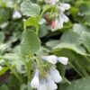 Suureõieline varemerohi 'Wisley Blue' - Image 2
